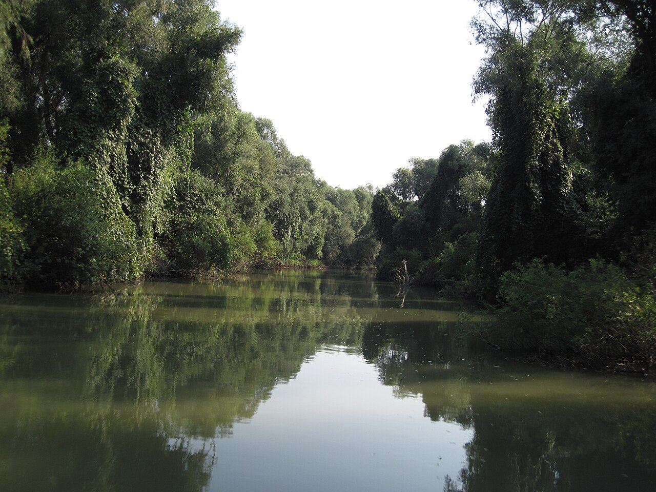 Un canal din Deltă, între plopi și salcie.